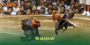 Select Đá Gà Cựa Sắt: Hành Trình Kịch Tính Của Những Chiến Kê Đá Gà Cựa Sắt: Hành Trình Kịch Tính Của Những Chiến Kê