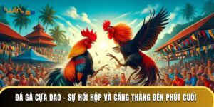 Đá Gà Cựa Dao - Sự Hồi Hộp Và Căng Thẳng Đến Phút Cuối