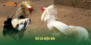 Đá Gà Mộc Bài: Đấu Trường Kịch Tính Và Bí Quyết Cá Cược Thắng Lớn